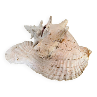 Large shell