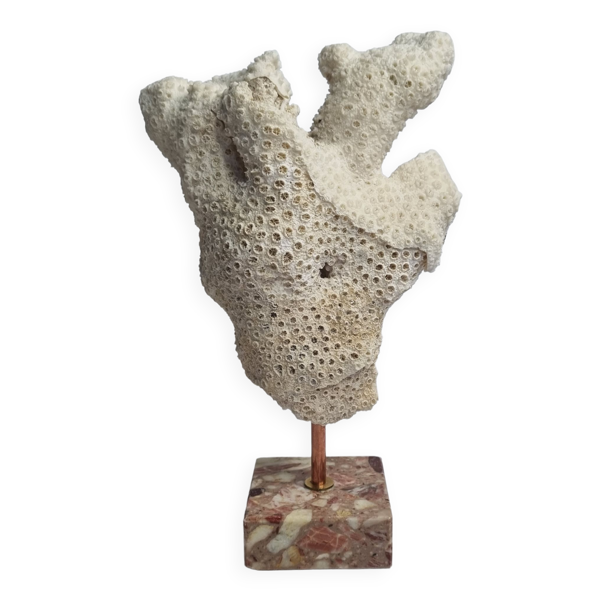 Old white coral branch on pedestal, 27 cm
