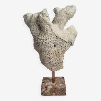 Old white coral branch on pedestal, 27 cm