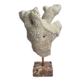 Old white coral branch on pedestal, 27 cm