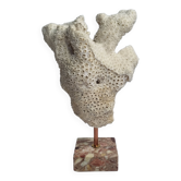 Old white coral branch on pedestal, 27 cm