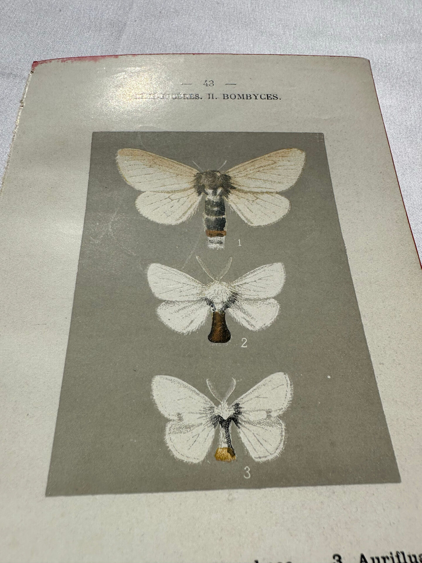 Botanical Plate 1800 Old naturalist engraving 19th century double-sided