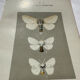 Botanical Plate 1800 Old naturalist engraving 19th century double-sided