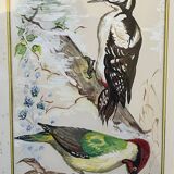 Table: green woodpecker and great spotted woodpecker