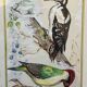 Table: green woodpecker and great spotted woodpecker