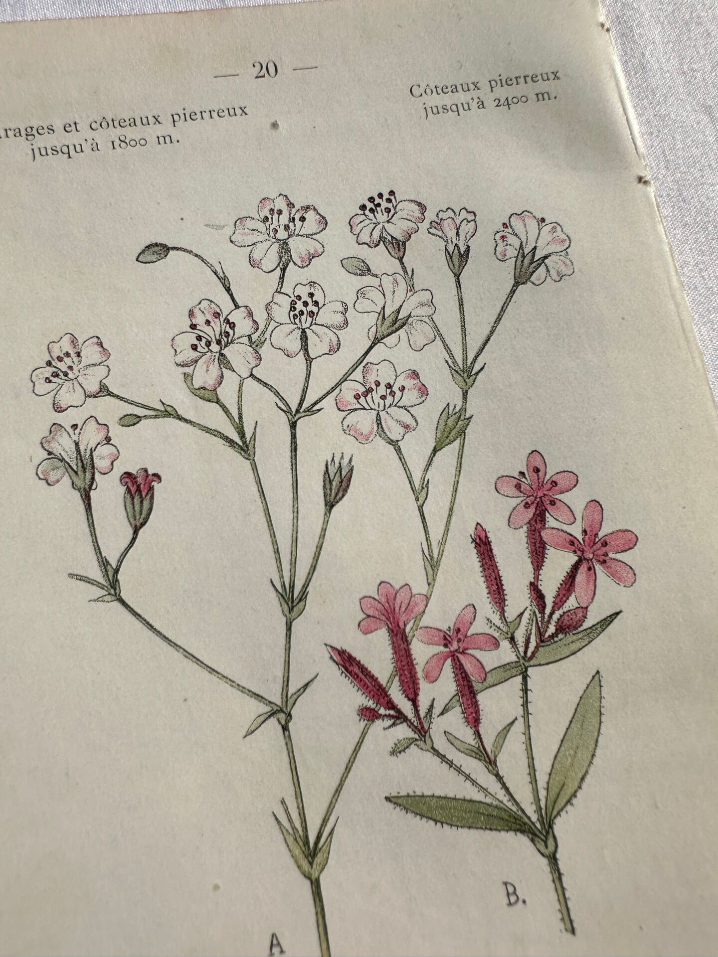 Naturalist Plate – 19th Century Botanical Engraving, Double-Sided