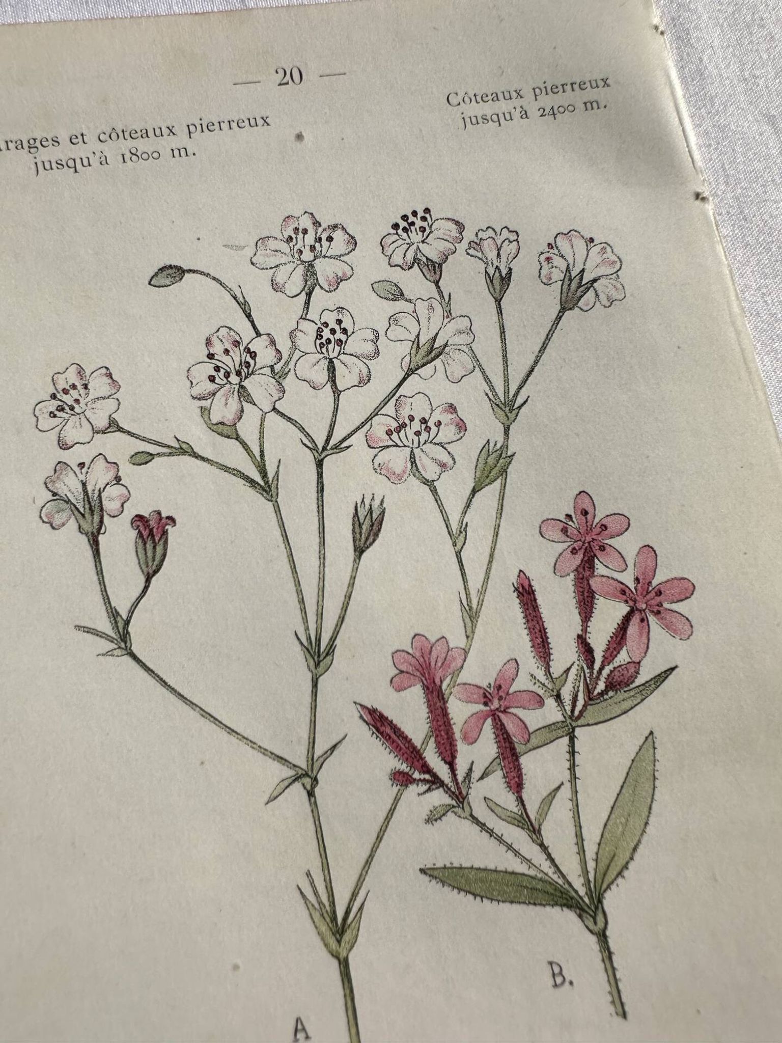 Planche Naturaliste – Gravure botanique ancienne 19eme  recto verso
