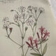Naturalist Plate – 19th Century Botanical Engraving, Double-Sided