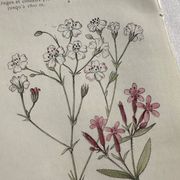 Planche Naturaliste – Gravure botanique ancienne 19eme  recto verso