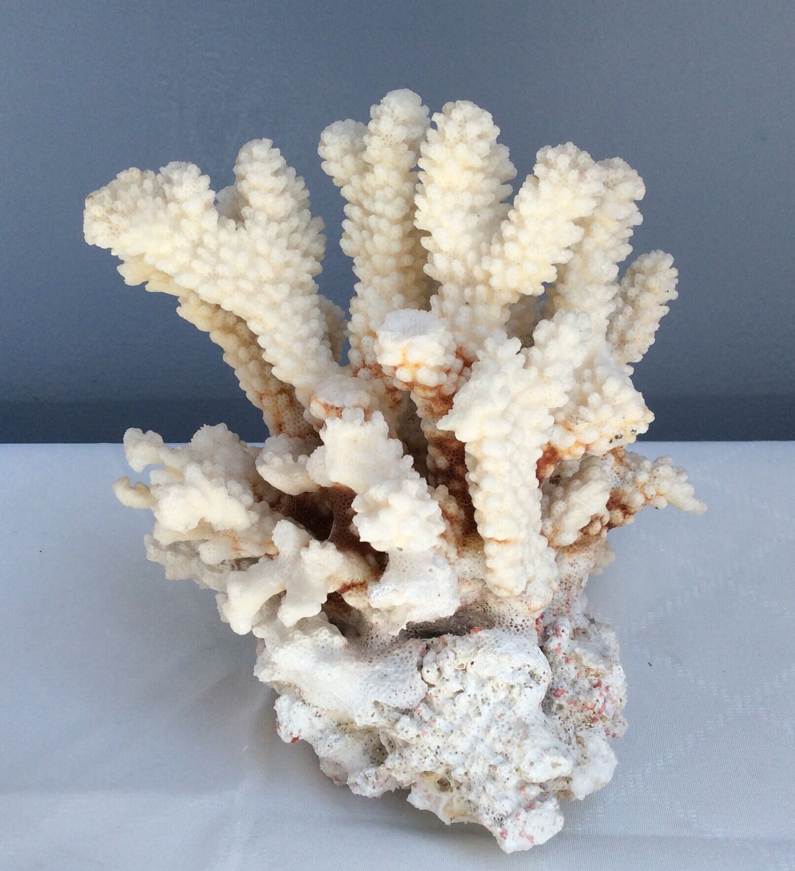 White coral
