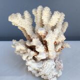 White coral