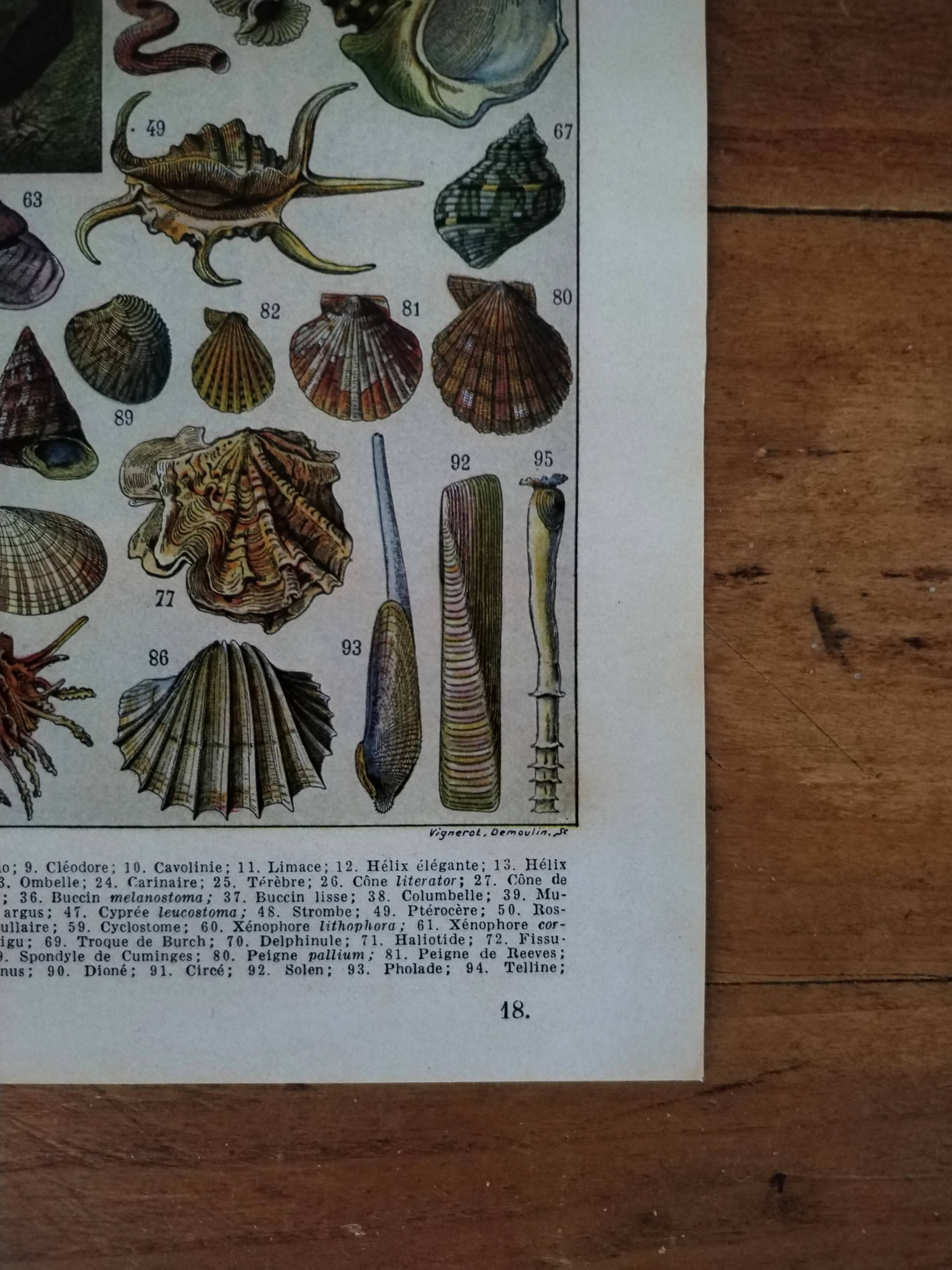 Original lithograph on molluscs