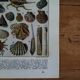 Lithographie originale sur les mollusques
