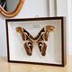 Naturalized butterfly framed attacus male indies
