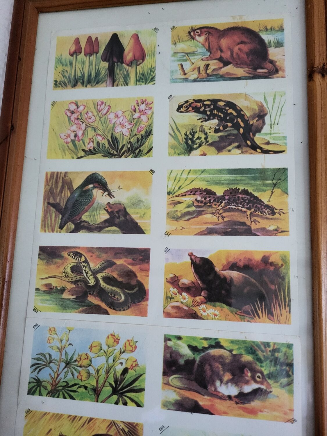 Vintage illustration