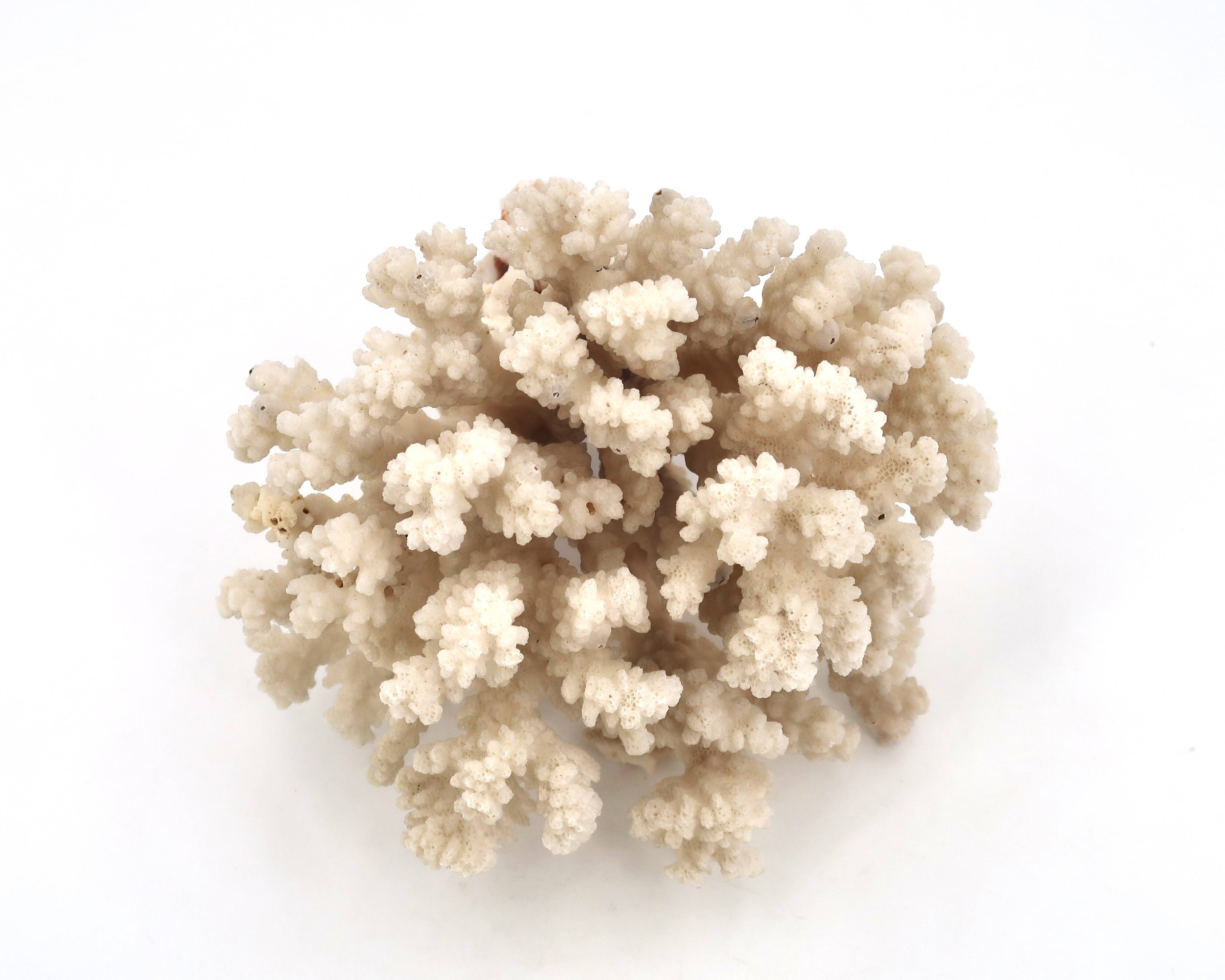 Large white coral, 1970s