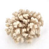 Large white coral, 1970s