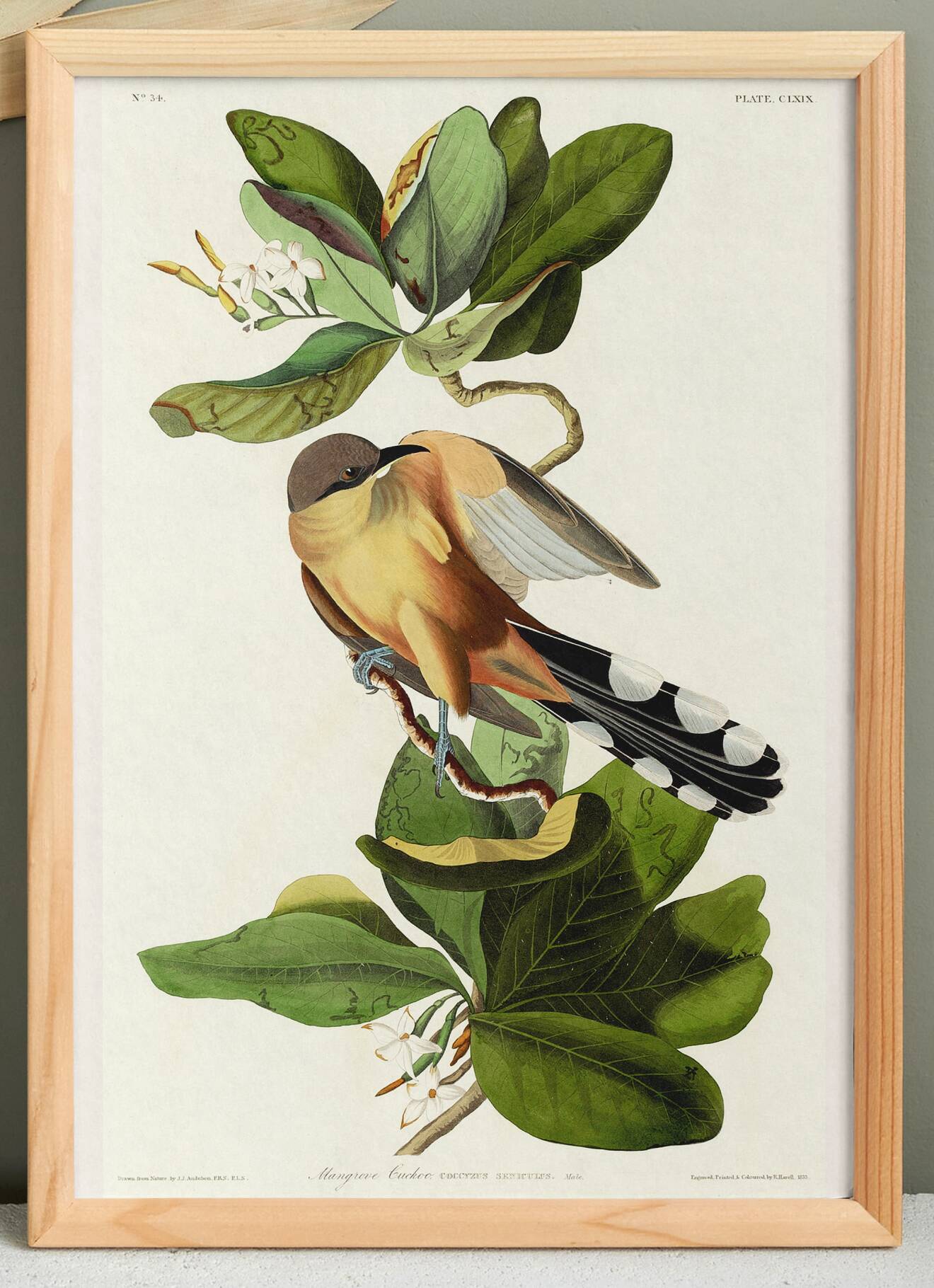 Poster about the Mangrove Sugarbird, based on an old engraving from 1827.