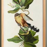 Poster about the Mangrove Sugarbird, based on an old engraving from 1827.