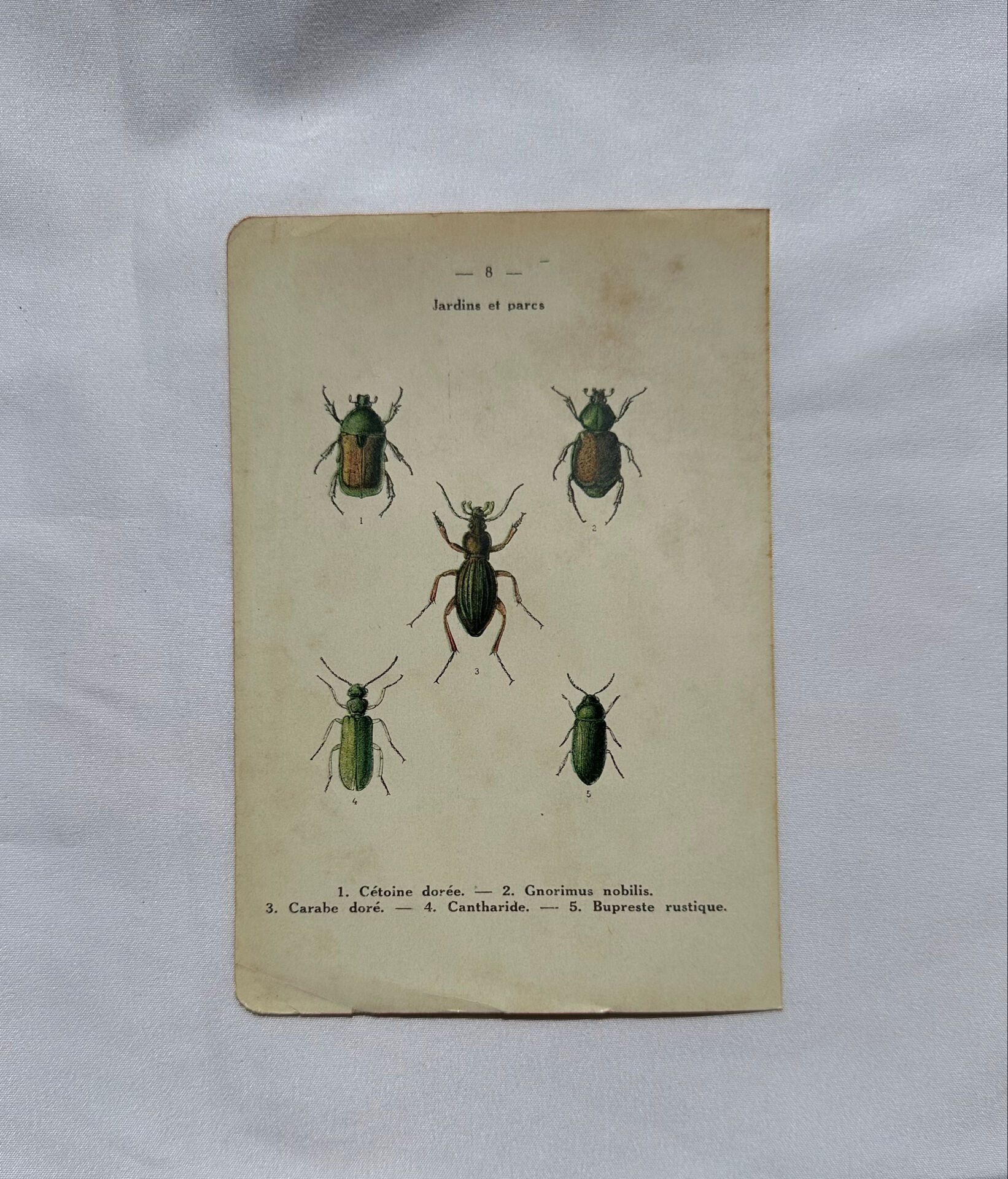 Affiche botanique gravure papillon naturaliste 19eme double face