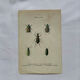 Affiche botanique gravure papillon naturaliste 19eme double face