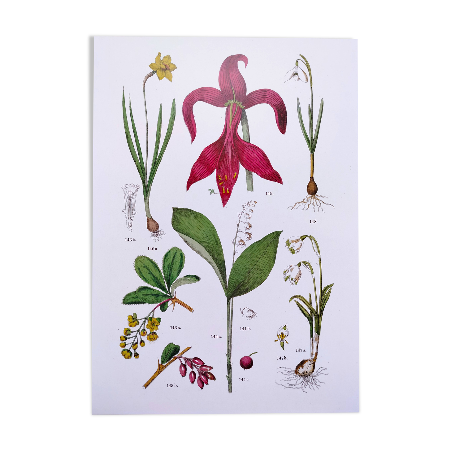 Plant poster based on an 1881 engraving "Narcissus"