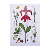 Affiche sur les plantes d'après une gravure de 1881 "narcisse"