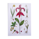 Affiche sur les plantes d'après une gravure de 1881 "narcisse"