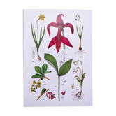 Affiche sur les plantes d'après une gravure de 1881 "narcisse"