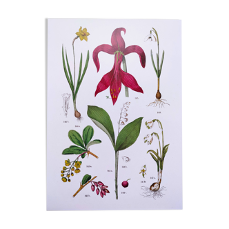 Plant poster based on an 1881 engraving "Narcissus"