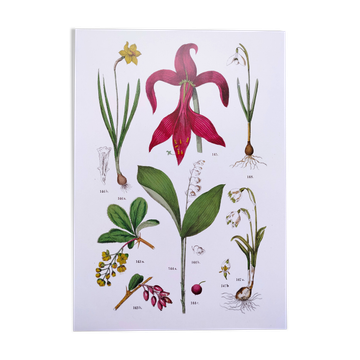 Affiche sur les plantes d'après une gravure de 1881 "narcisse"