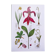 Affiche sur les plantes d'après une gravure de 1881 "narcisse"