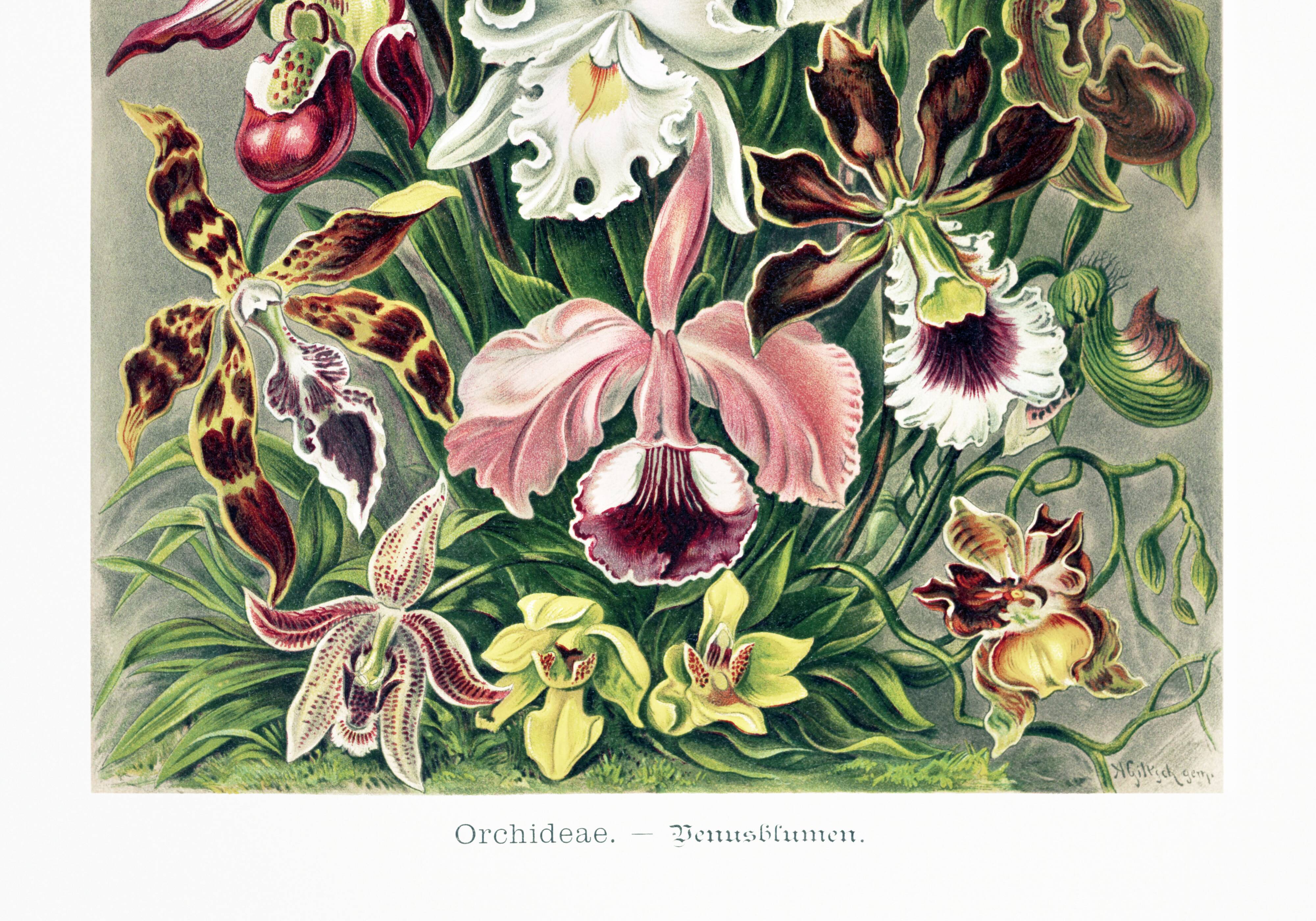 Poster about “orchids”, based on an old lithograph from 1904.