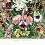 Poster about “orchids”, based on an old lithograph from 1904.
