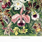Poster about “orchids”, based on an old lithograph from 1904.
