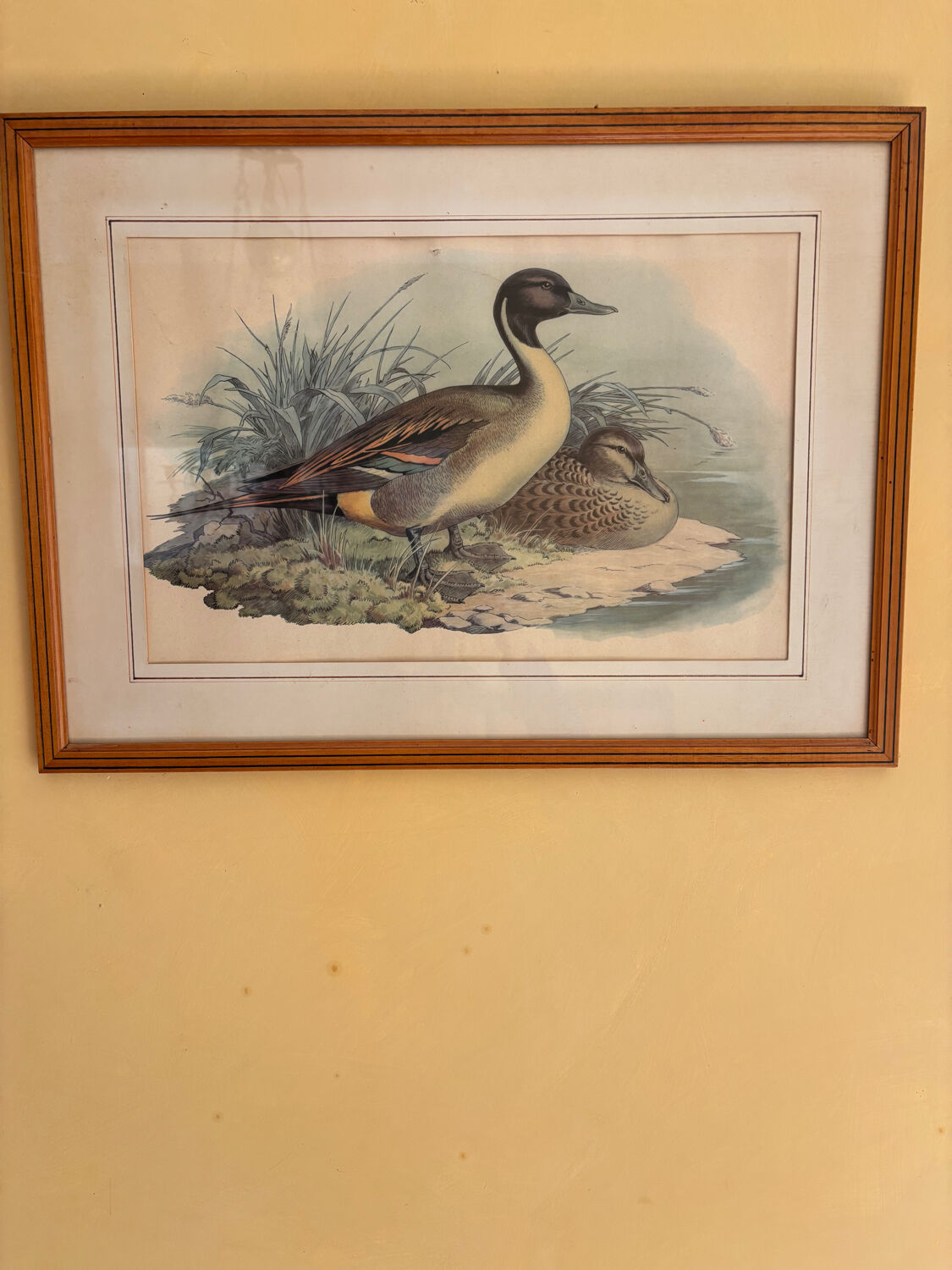 3 prints of ducks and partridges