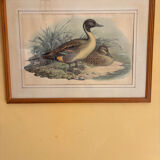 3 prints of ducks and partridges