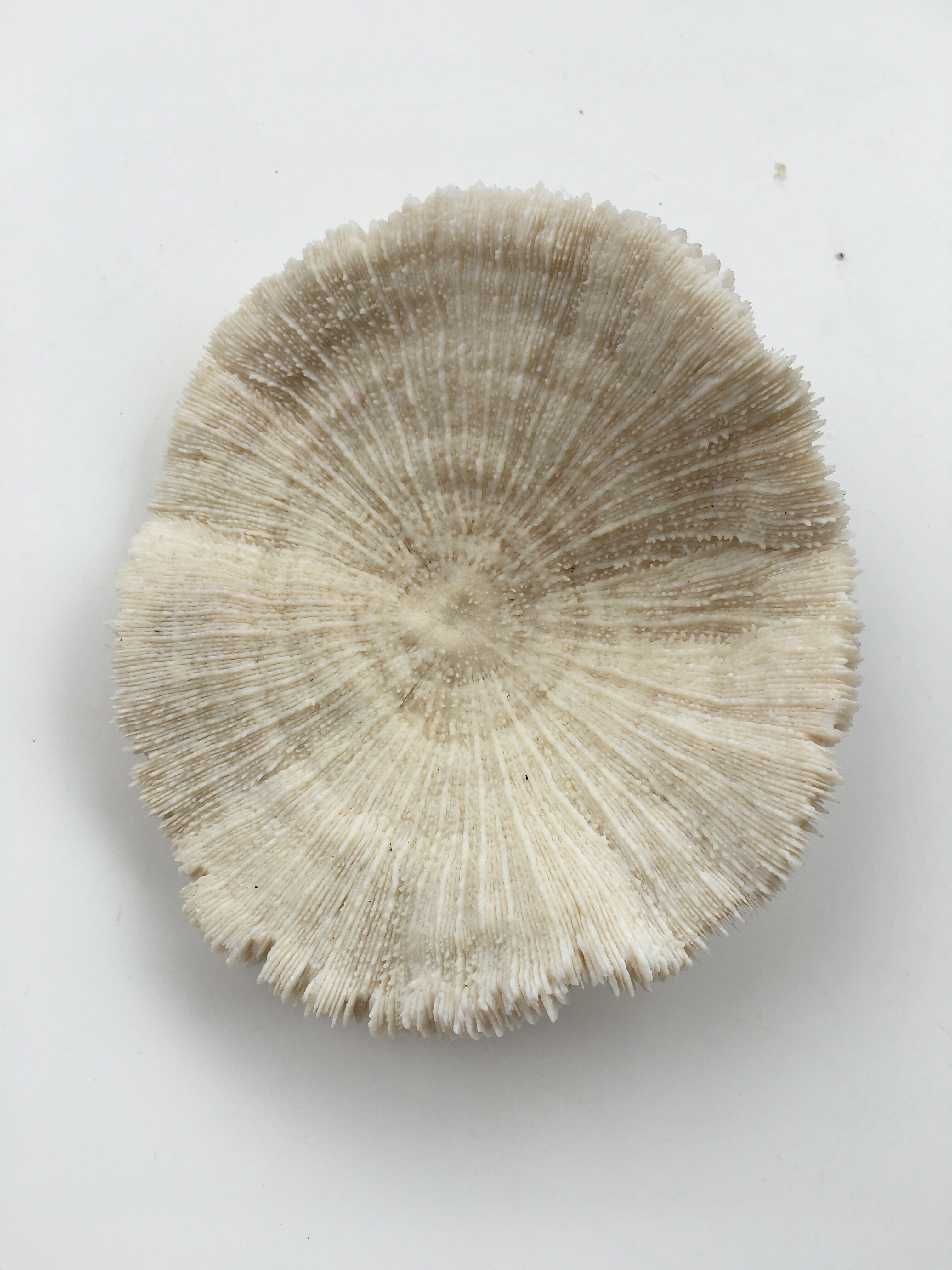 Great coral Fungia