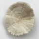 Great coral Fungia