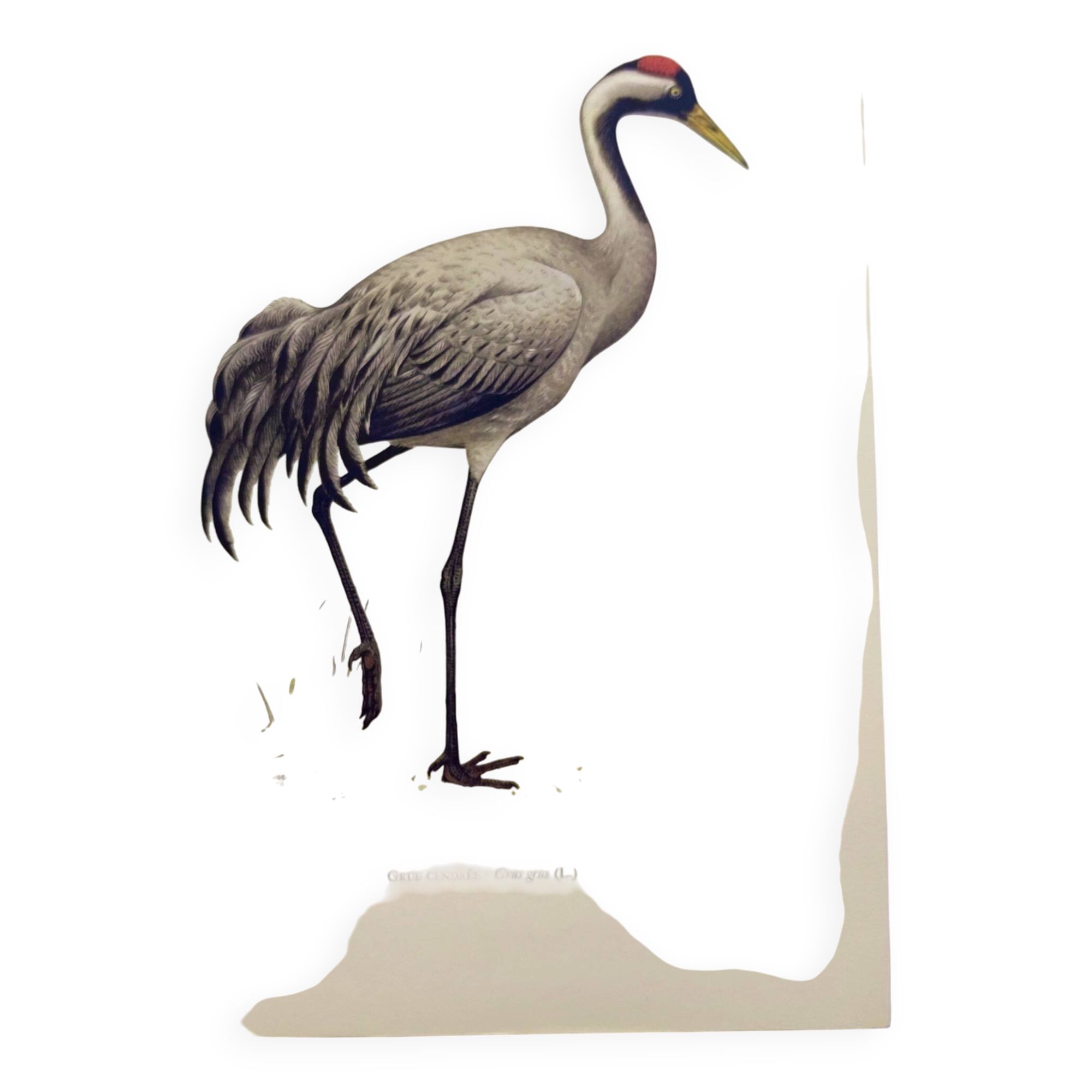 Old bird plate from the 1960s - Common Crane - Vintage illustration