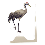 Old bird plate from the 1960s - Common Crane - Vintage illustration