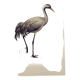 Old bird plate from the 1960s - Common Crane - Vintage illustration