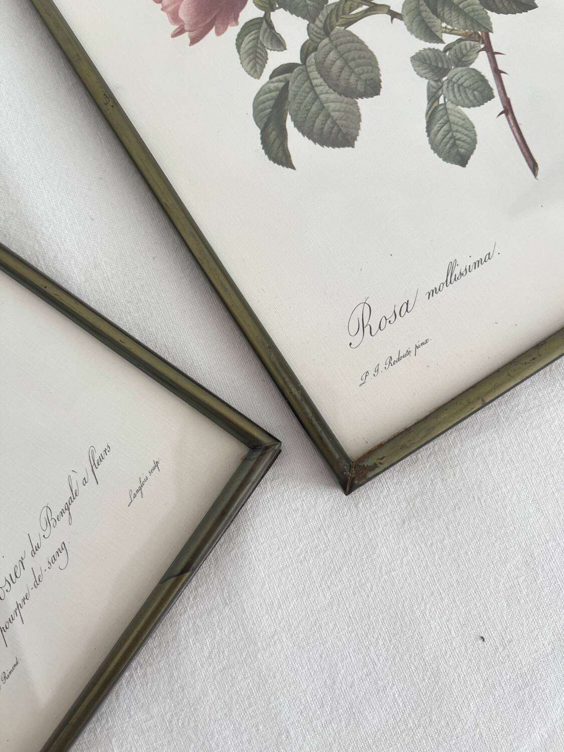 Rose Lithographs by Pierre Joseph Redouté vintage botanical posters