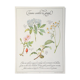 Planche botanique tisane contre la grippe