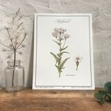 Botanical plank the Millefeuille