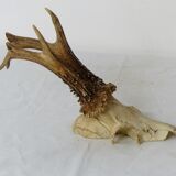 Deer massacre trophy