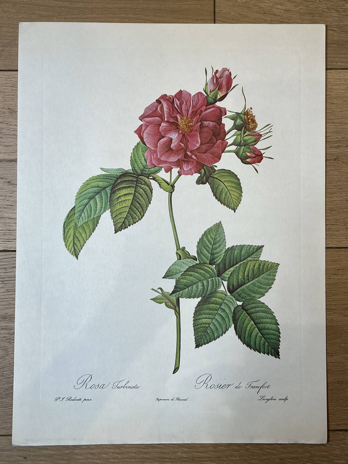 Botanical plate Frankfurt Rose 40.4x29.9cm