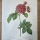 Botanical plate Frankfurt Rose 40.4x29.9cm