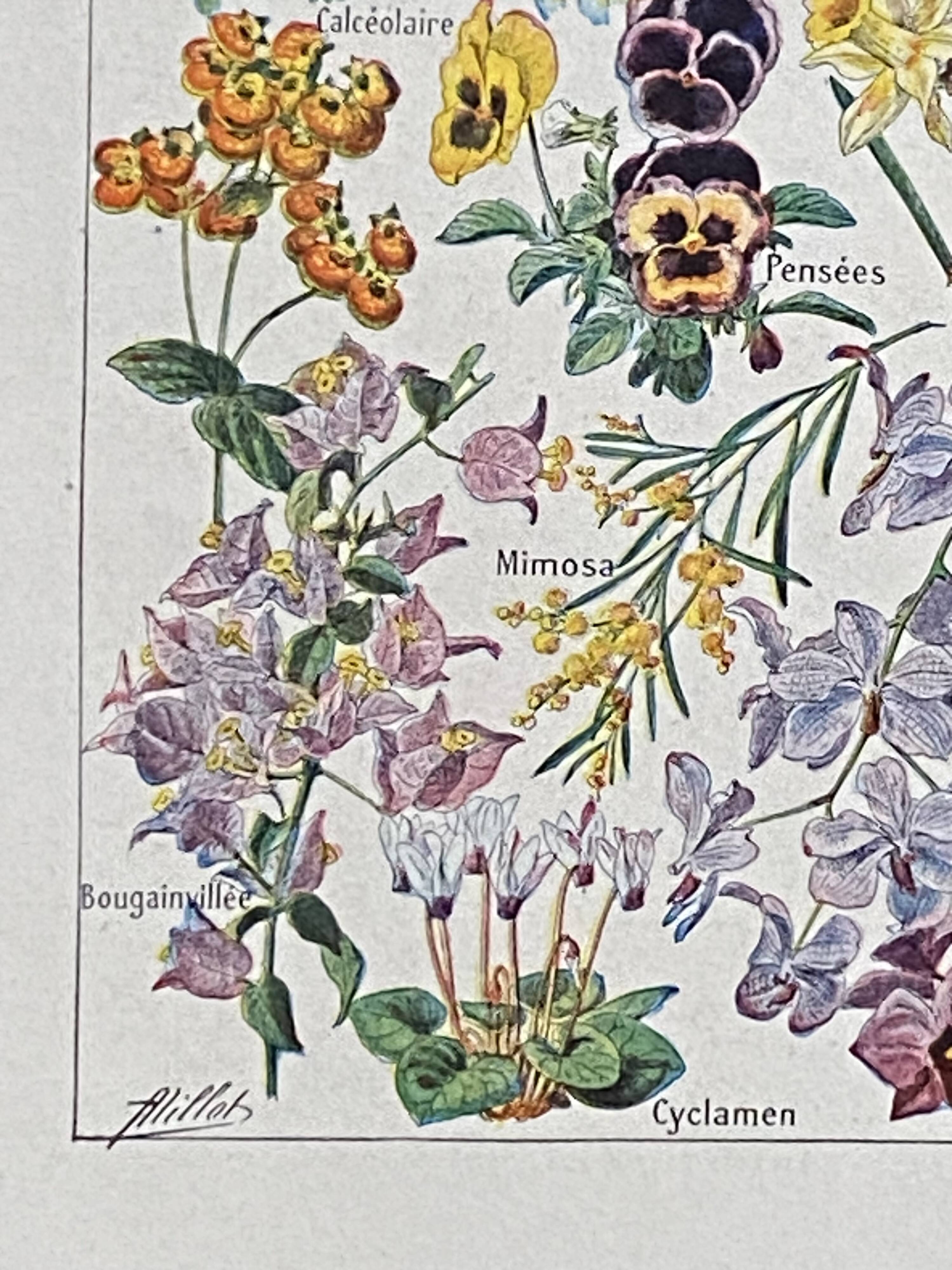 Old illustration Millot "flowers"