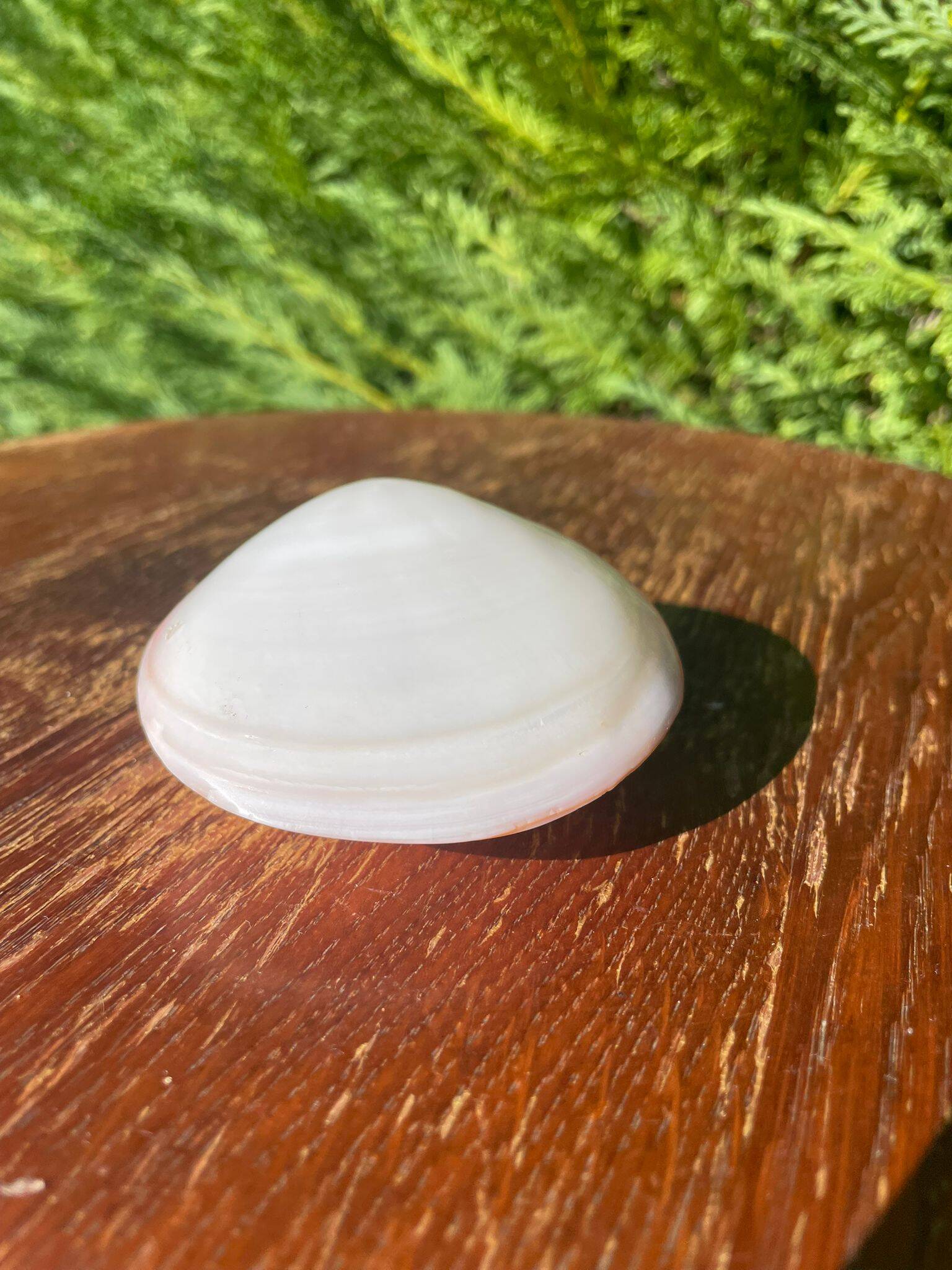 Small seashell: Codakia tigerina